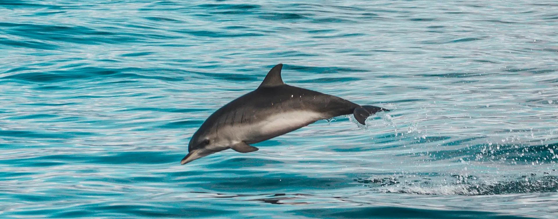 Avistamiento de delfines en la costa de Morro Jable
