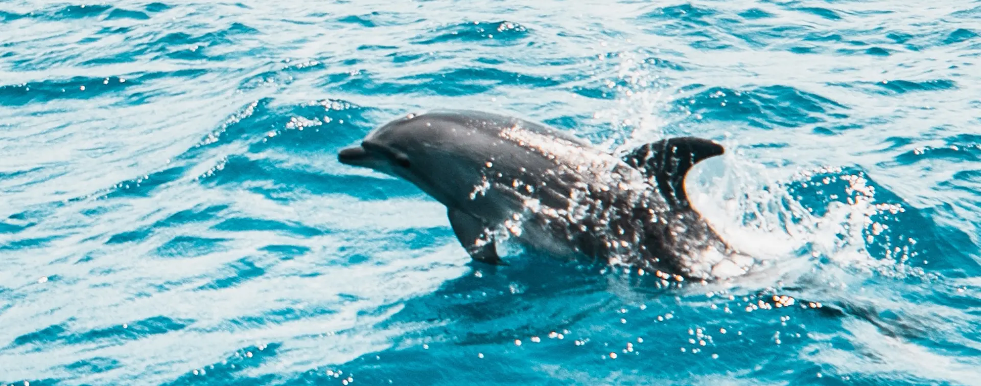 Excursión en 4x4 Valles y Acantilados con Observación de Delfines