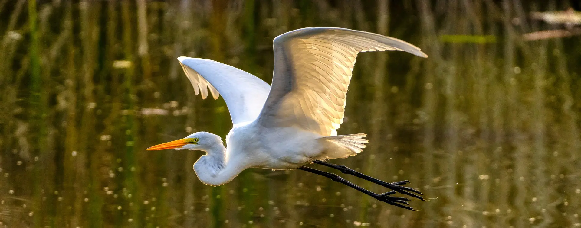 Visita al Parque Natural de Doñana en todoterreno