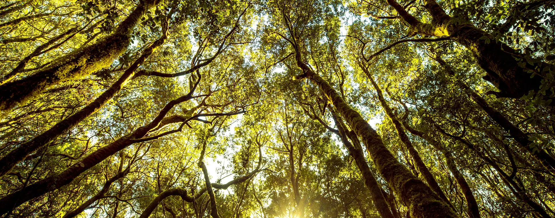 Senderismo en el Bosque de la Laurisilva