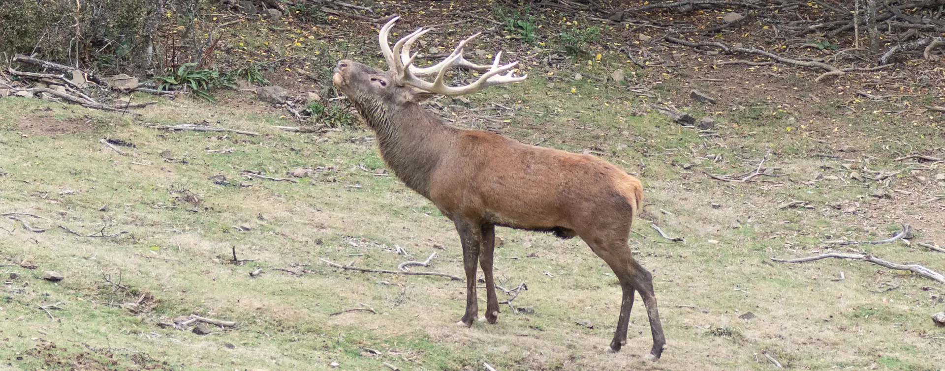 Berrea del venado ciervos Collanzo valle Aller Asturias