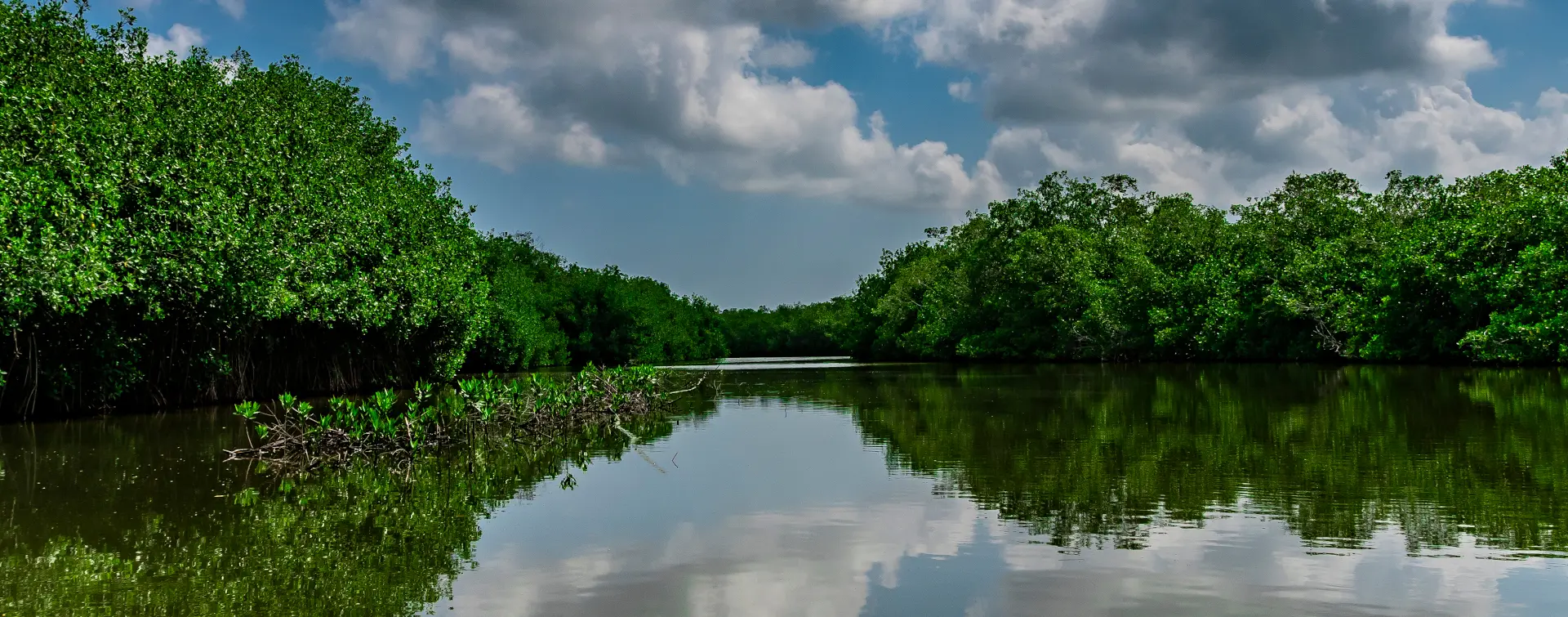 Excursión a los Manglares de La Boquilla