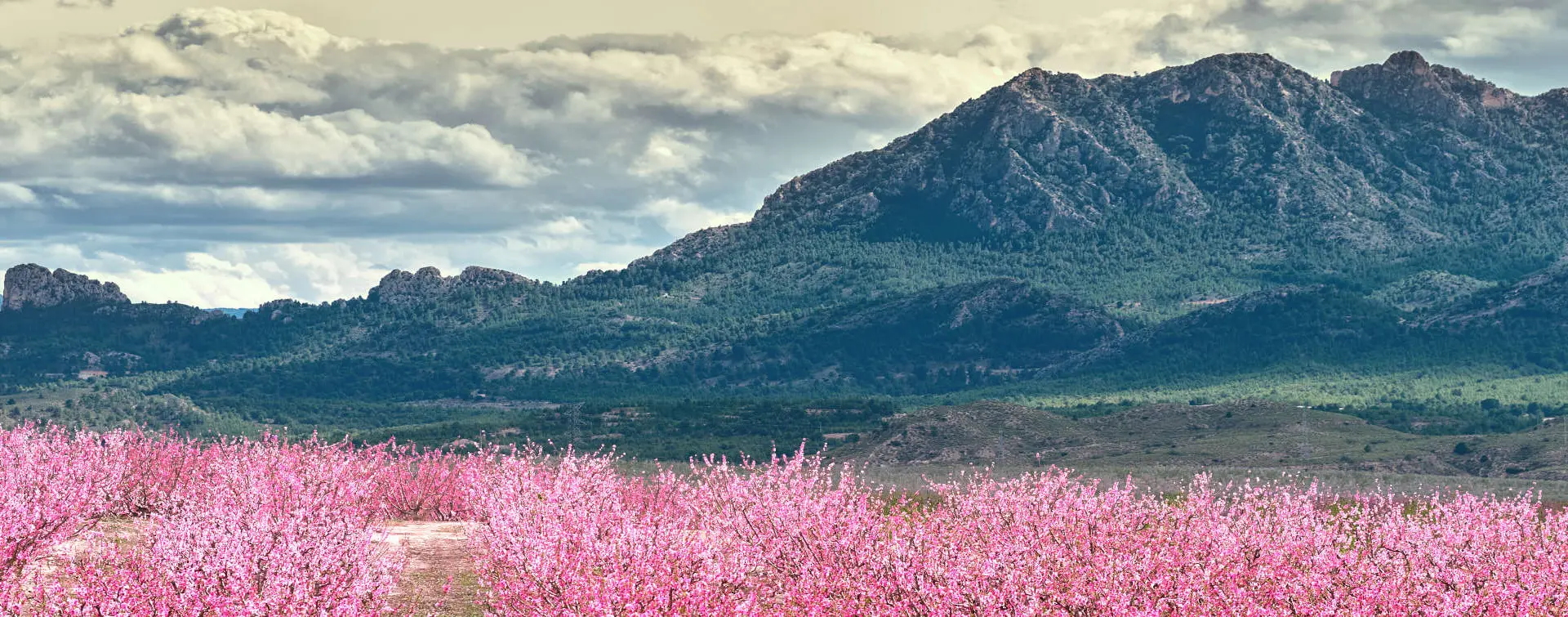 Cieza en la región de Murcia