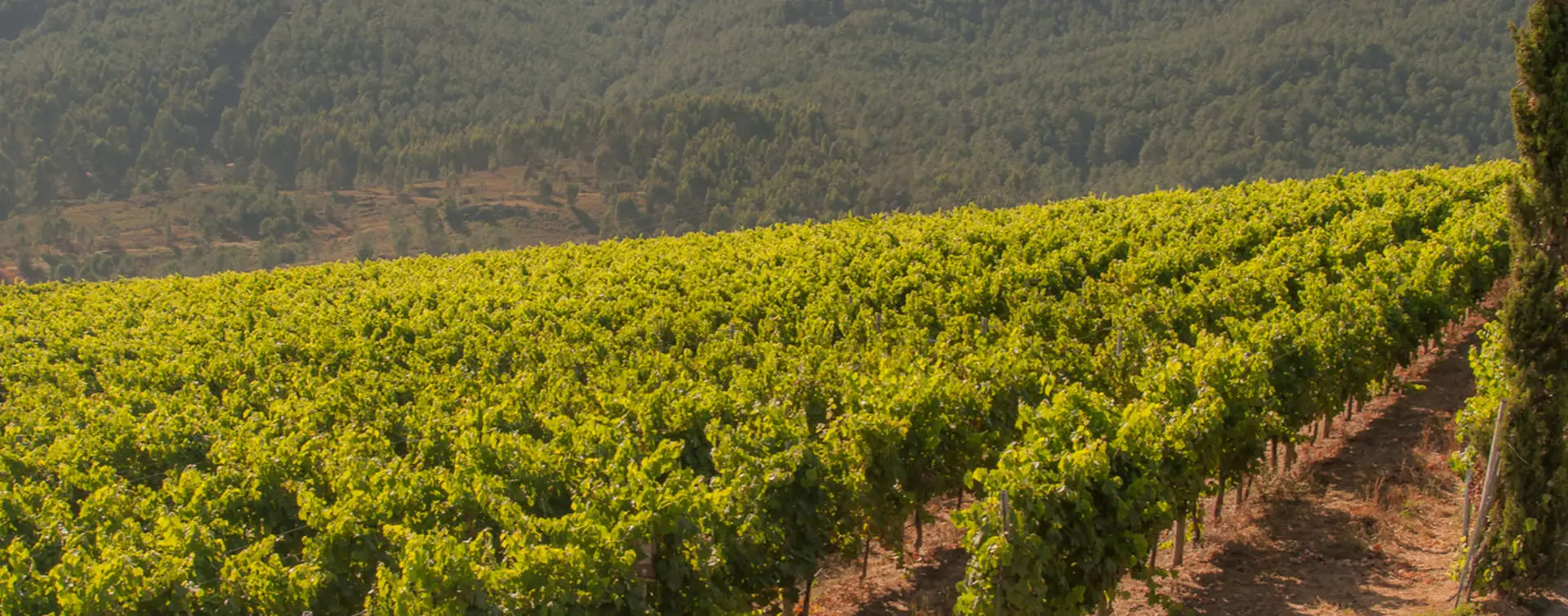 Visita y Cata Bodegas Corisca