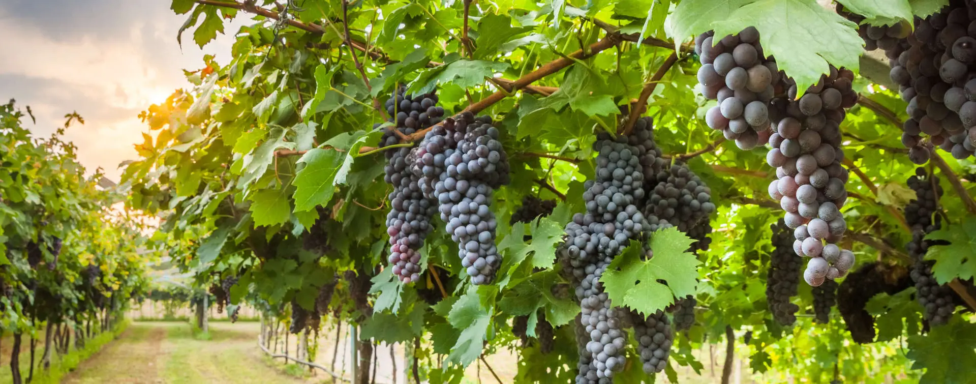 Visita Bodega Finca Montepedroso con Cata y Aperitivo