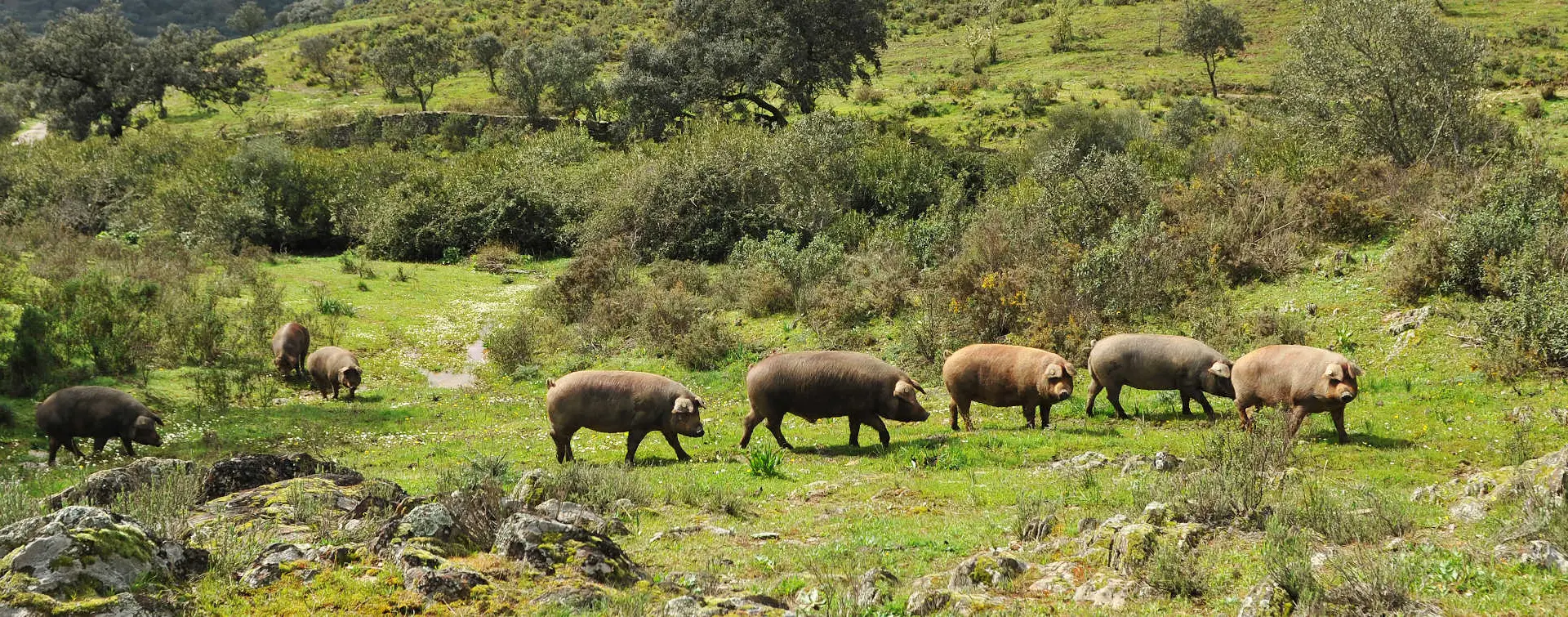 Tour del cerdo ibérico en la Sierra de Huelva