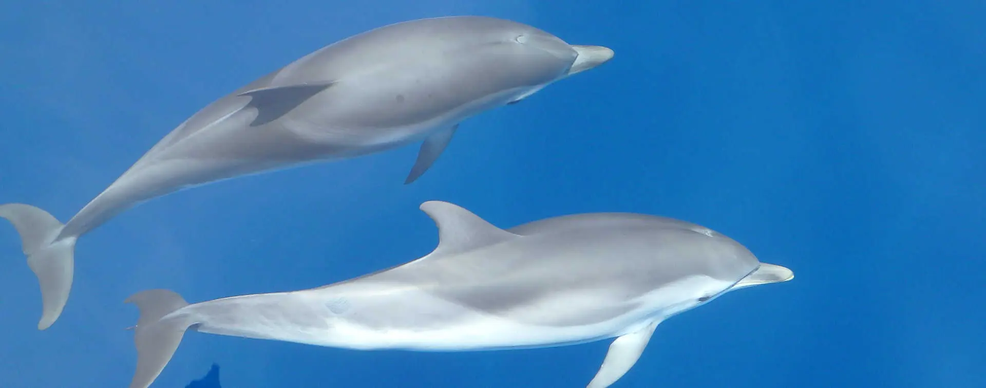 Avistamiento de delfines en Mallorca
