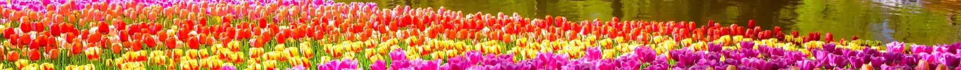 Tulipanes de varios colores en los Jardines de Keukenhof, con el río y varios turistas al fondo