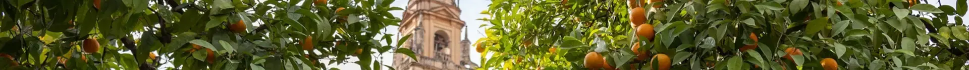 Vista de la Mezquita de Córdoba entre naranjos típicos de la ciudad