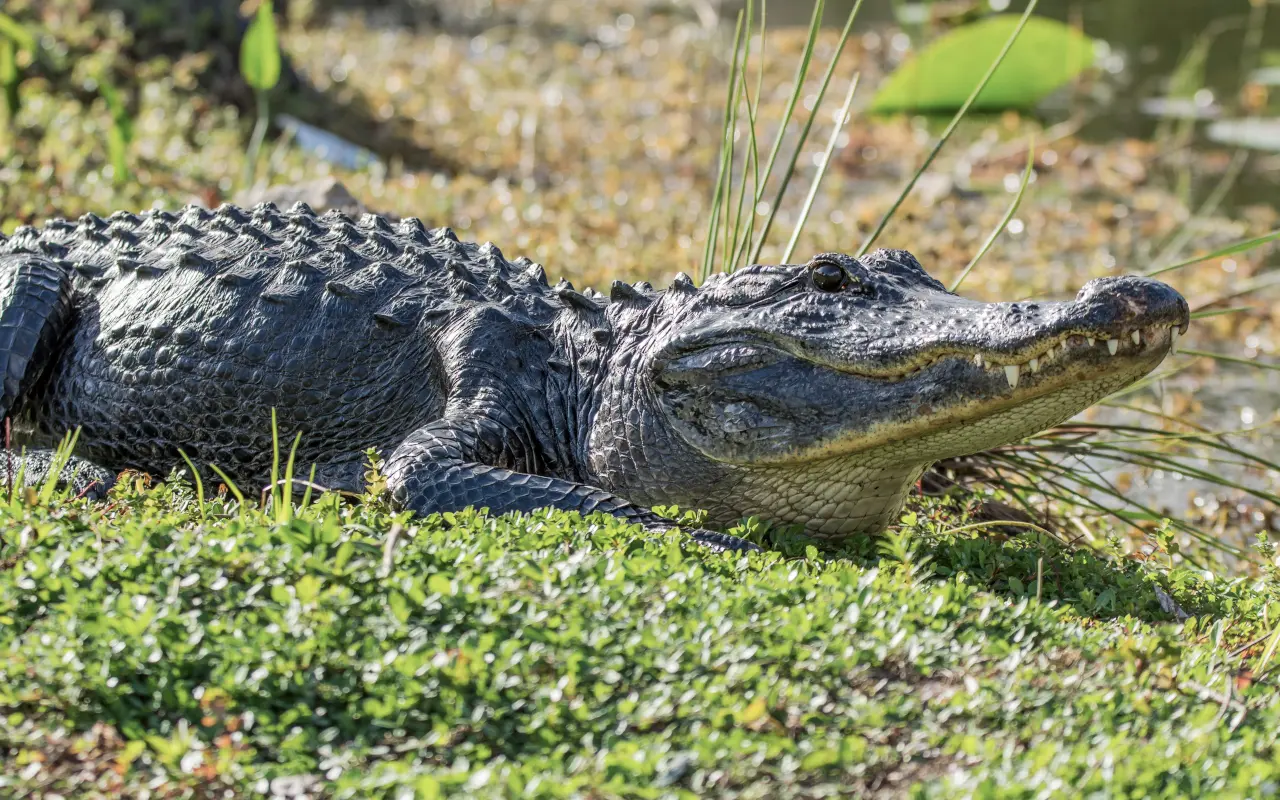 El caimán es uno de los principales atractivos turísticos de Everglades.