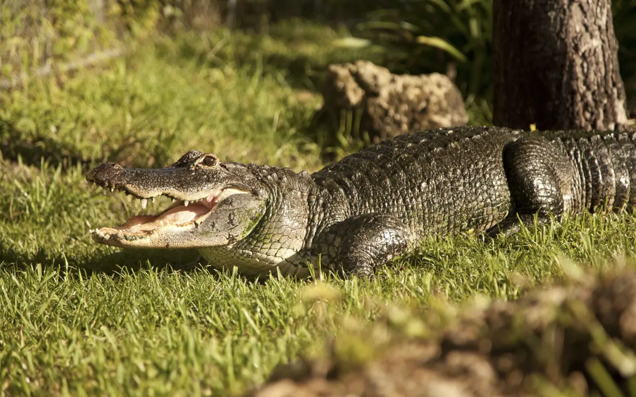 El espectáculo de caimanes es uno de los principales atractivos turísticos de Everglades Miami.