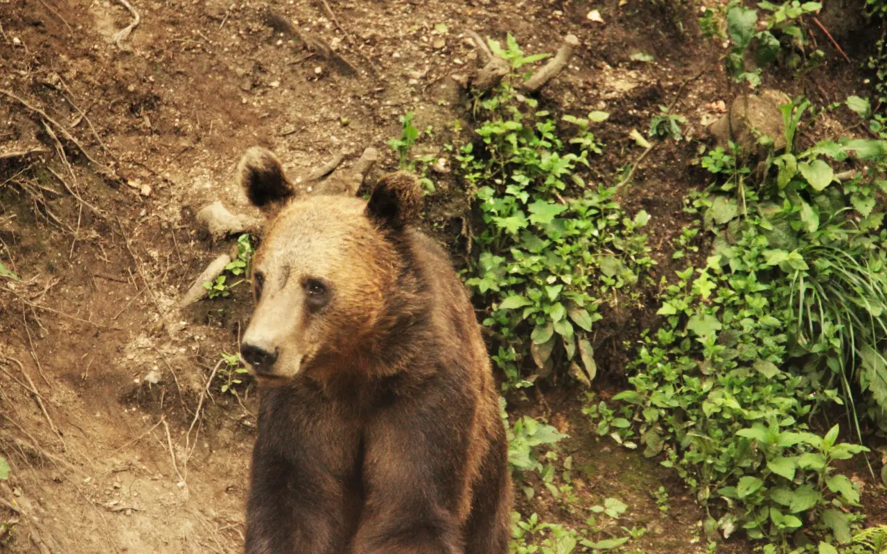 Un oso pardo observa el entorno en las montañas del Bosque de Bogății, que visitaremos en el esta actividad de avistamiento.