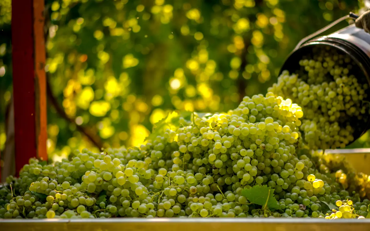 Aprenderás todos los detalles sobre el proceso de cosecha del vino Prosecco.