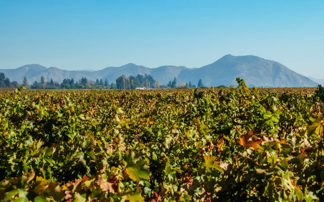 Paisajes de los exteriores de prestigiosa Viña Concha y Toro.