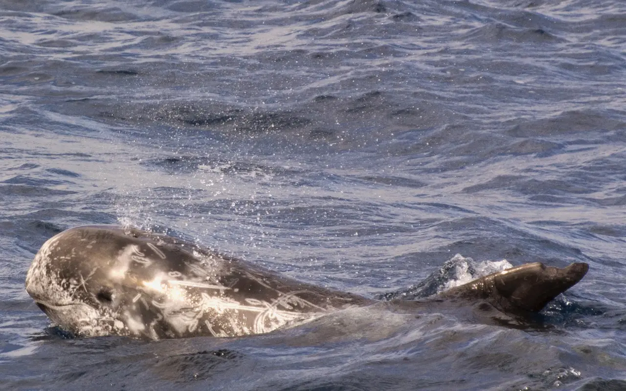Ballena nadando en Fuerteventura, uno de los cetáceos que podrás ver en esta actividad.