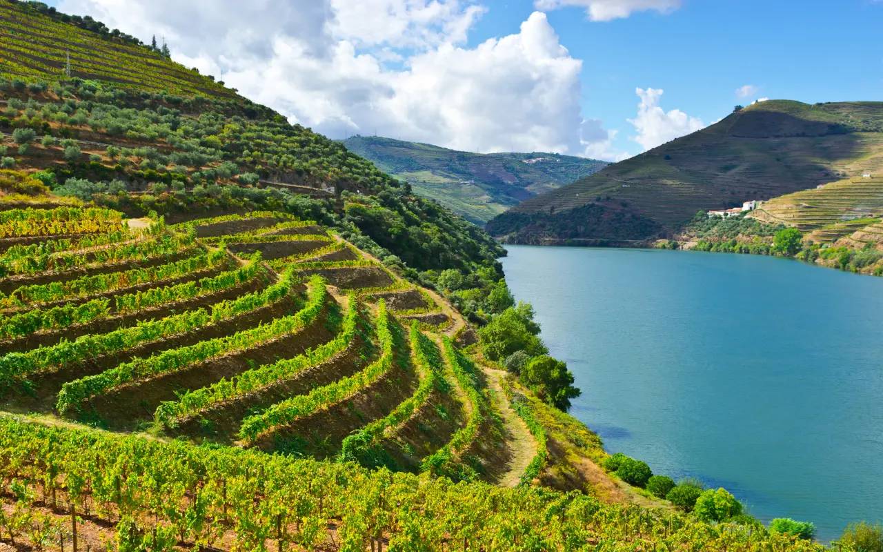 Paisajes idílicos de los viñedos en la zona del Duero.