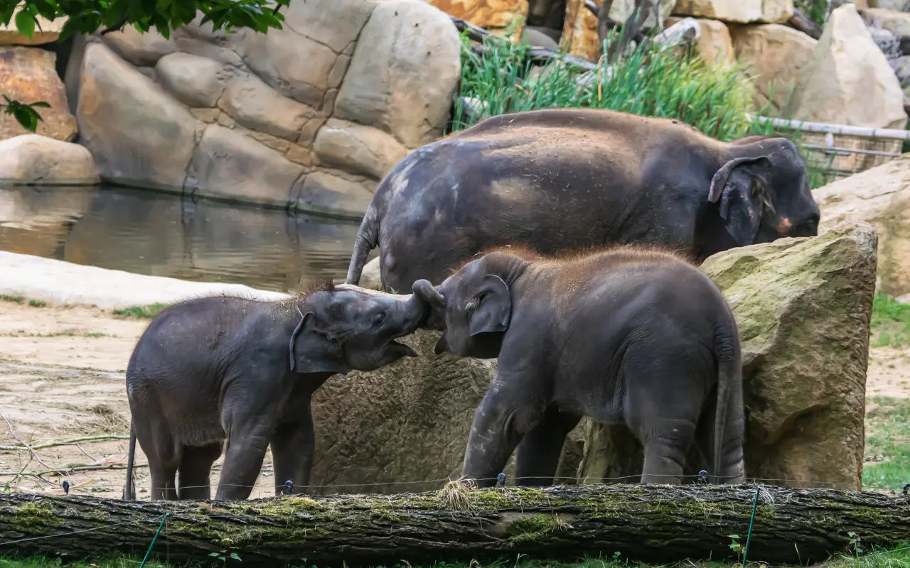 Los elefantes asiáticos son grandes, inteligentes y tienen fuertes lazos familiares.