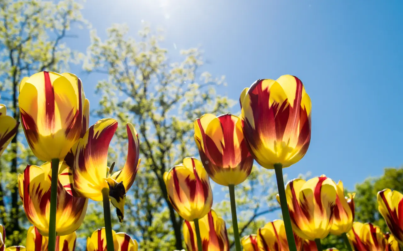 Tulipanes en primer plano en los jardines de Keukenhof en Holanda