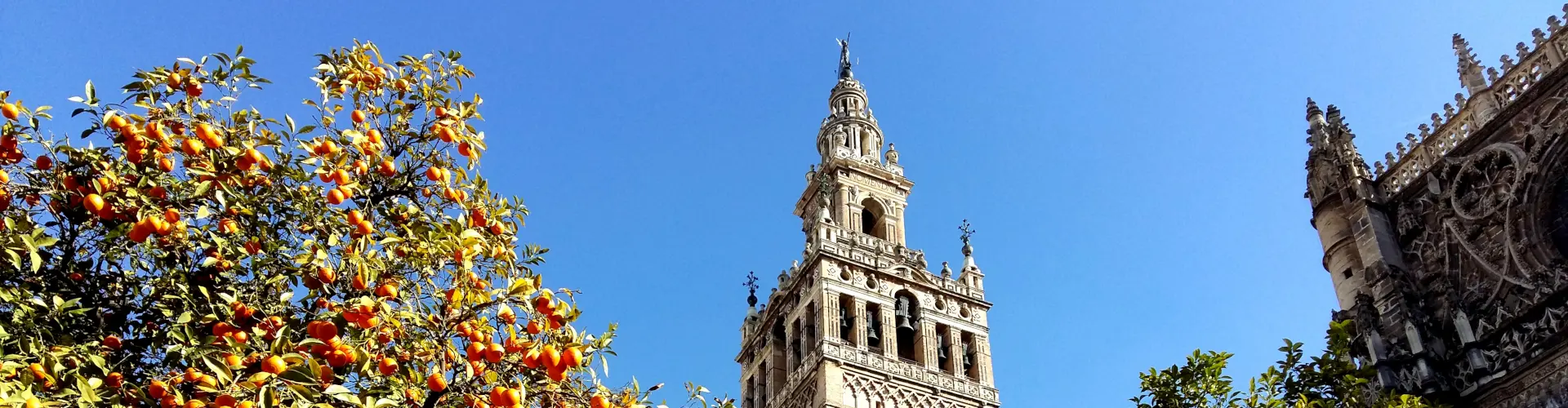 Giralda de Sevilla al lado de naranjos típicos