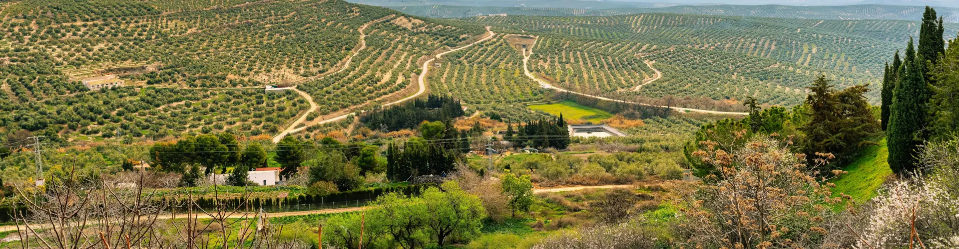 Paisaje de olivos en Jaén provincia.
