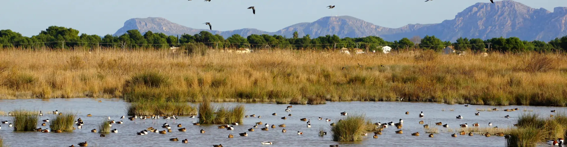 Avistamiento de aves en el parque natural de la Albufera.