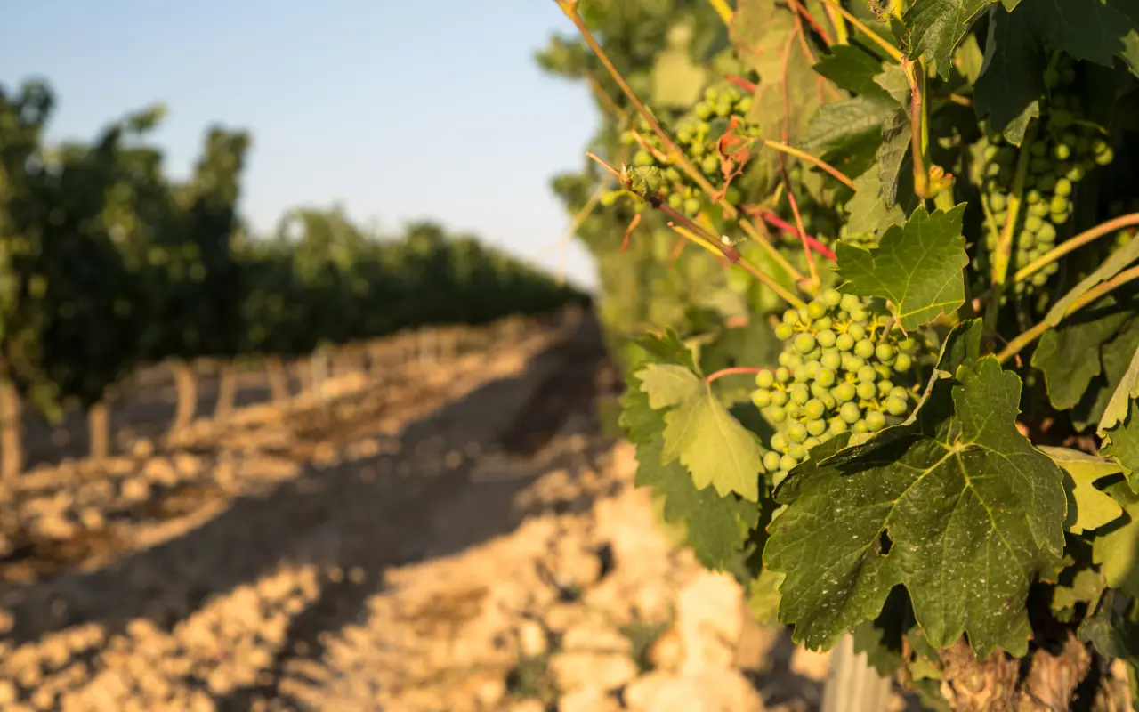 Imagen de un racimo de uvas a uno de los viñedos de la Rioja Alavesa
