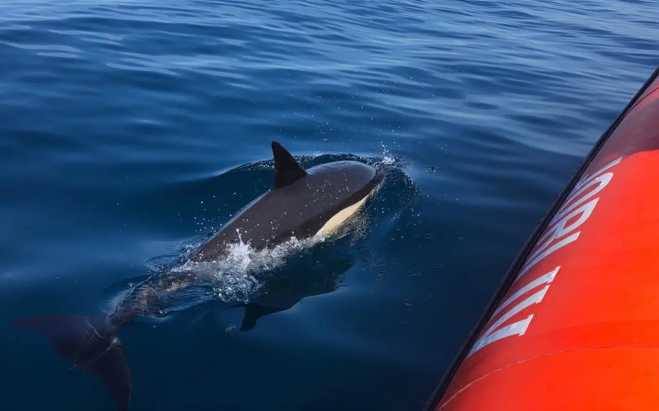Un instante único, una mirada salvaje y más animales marinos en esta observación.