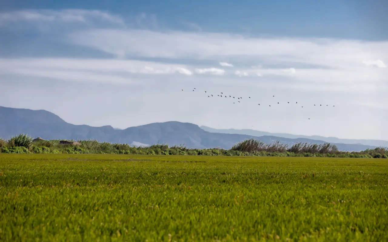Vistas del horizonte desde la Albufera, Valencia