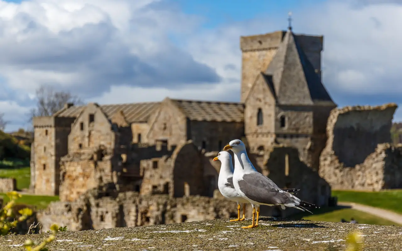 Dos palomas contempla el horizonte frente a la abadía Inchcolm, Escocia