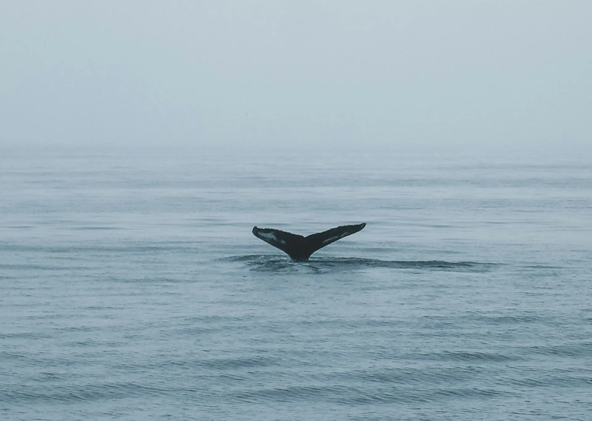 Avistamiento de ballenas desde Reikiavik