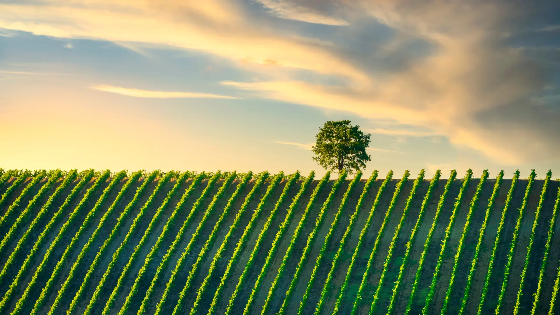 Excursión a la Toscana y sus pueblos medievales con curso de cocina y vino incluido desde Florencia - buendía