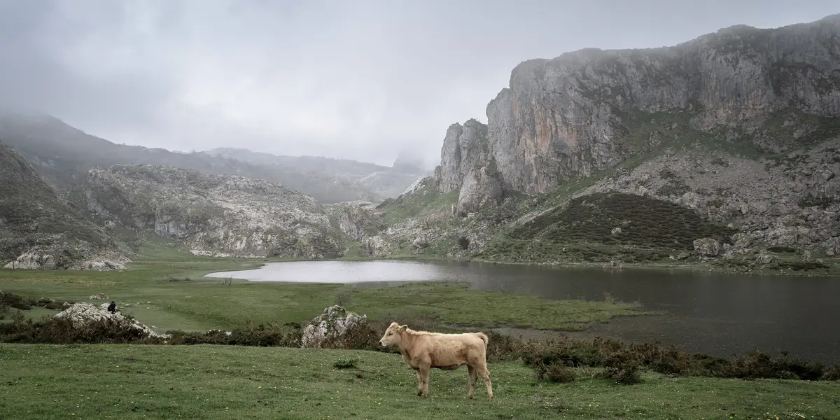 Vaca pastando en los Lagos de Covadonga, Picos de Europa, Asturias
