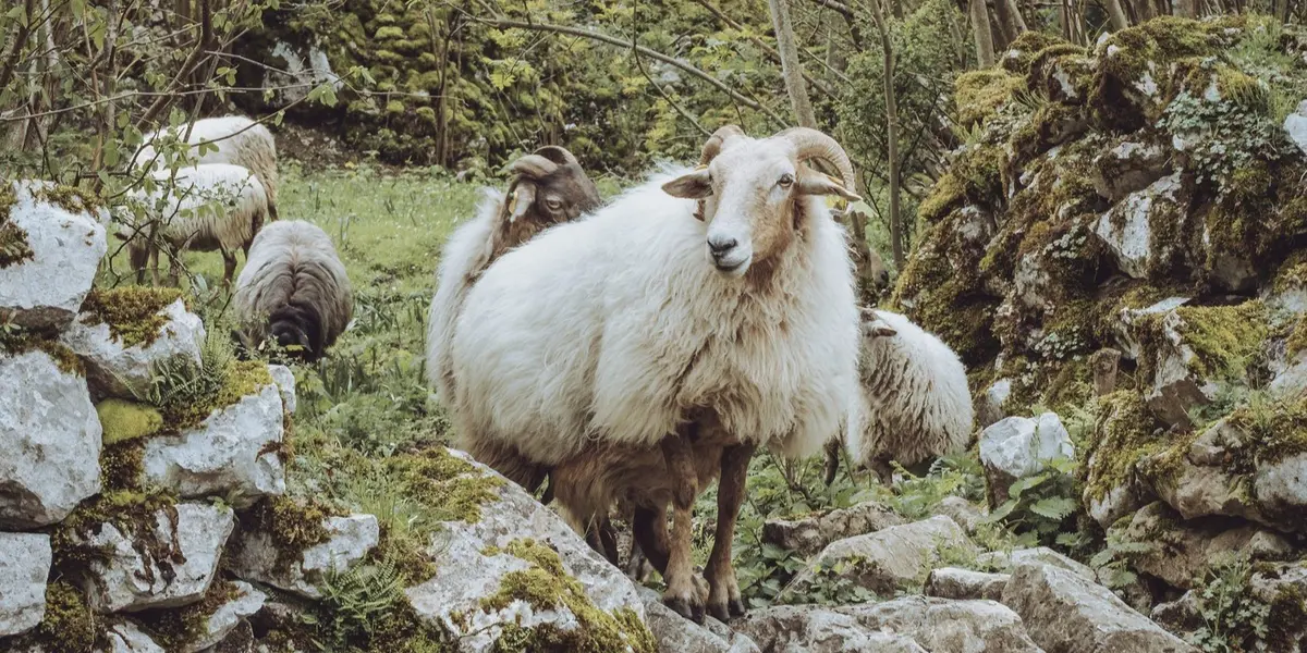 Trashumancia Picos de Europa