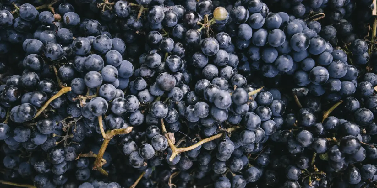 Racimos de uvas oscuras