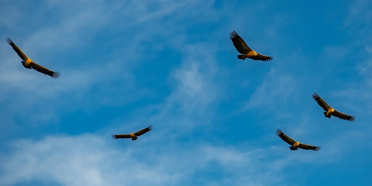 Buitres leonados sobrevolando el Caminito del Rey