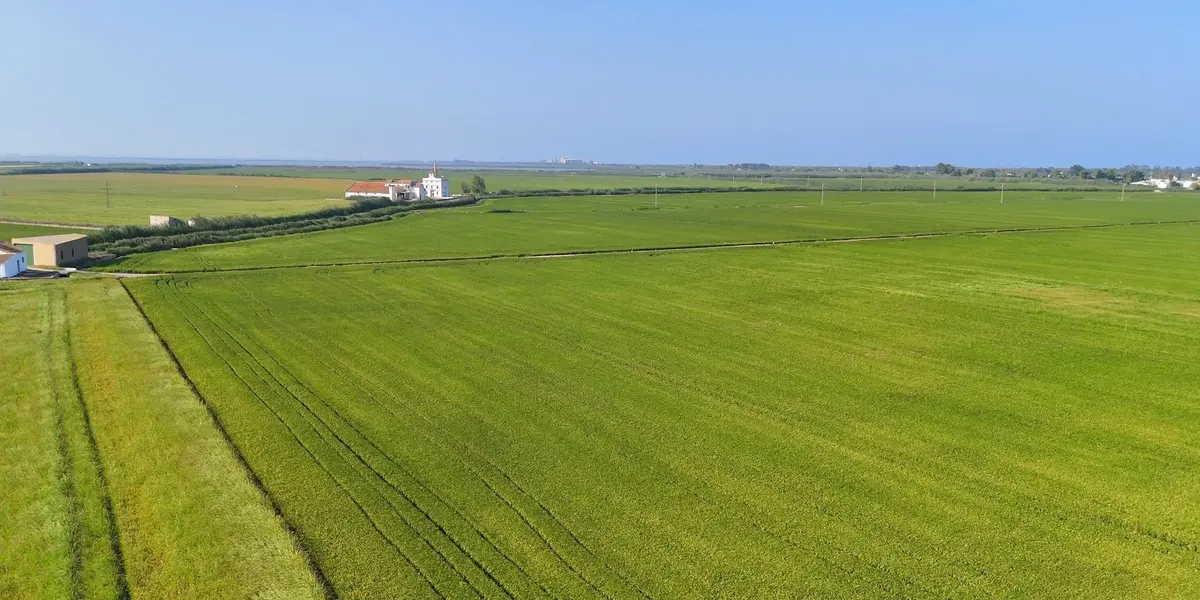 Extensos campos de arroz verdes en el Parque Natural de la Albufera, Valencia.