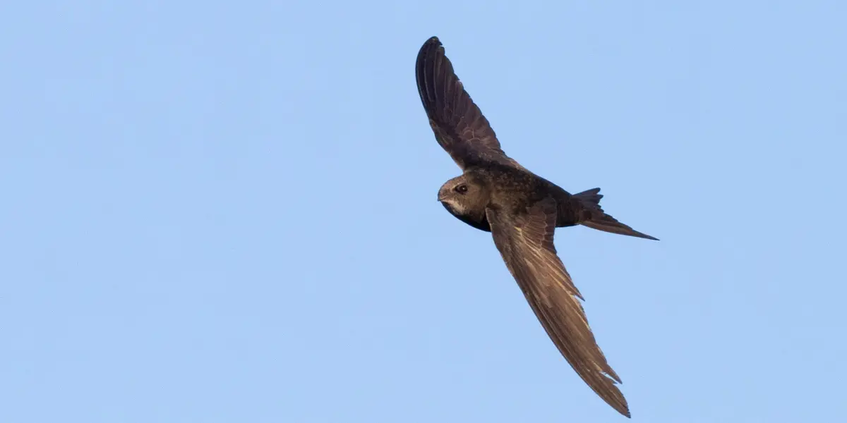 Vencejo común volando en el cielo despejado del Caminito del Rey, Málaga.