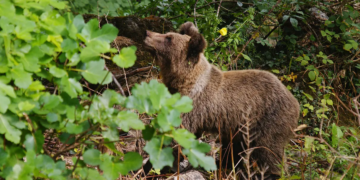 Oso pardo, Asturias