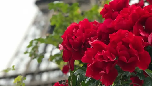 Los mejores 7 planes románticos en París