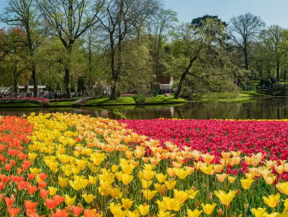 Excursión al Parque de Tulipanes de Keukenhof desde Ámsterdam - Buendía