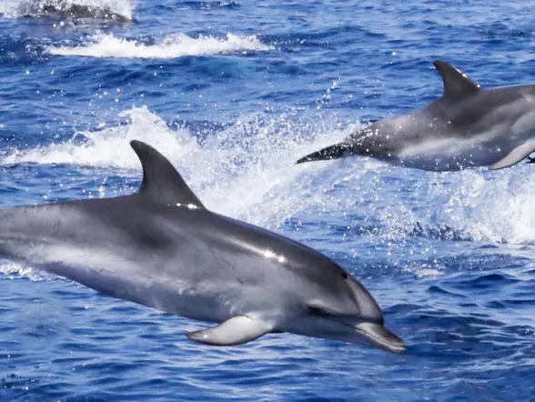 Delfines en el estrecho de Gibraltar - Tour a Gibraltar desde Málaga y Observación de Delfines - Buendía Andalucía