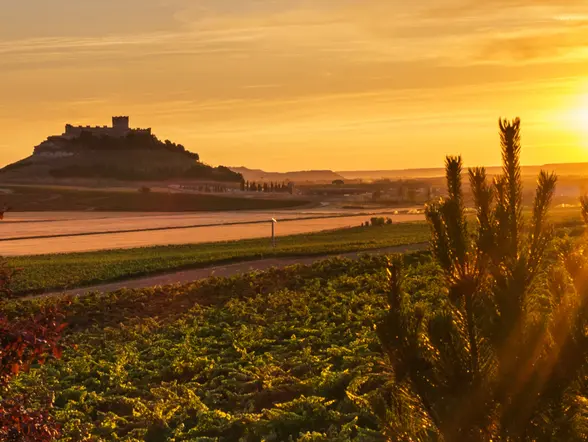 Excursión a Ribera del Duero desde Madrid - Buendía 