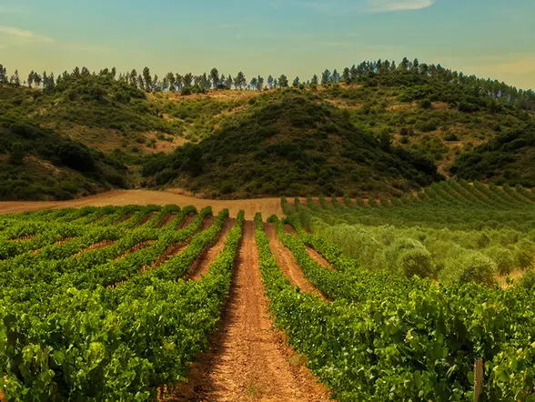 Visita guiada bodegas de Pago Larrainzar con cata