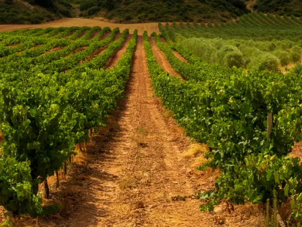 Viñedo en Navarra - Experiencia Garnacha en Bodegas Caudalia - Actividades y Excursiones en Pamplona Buendía