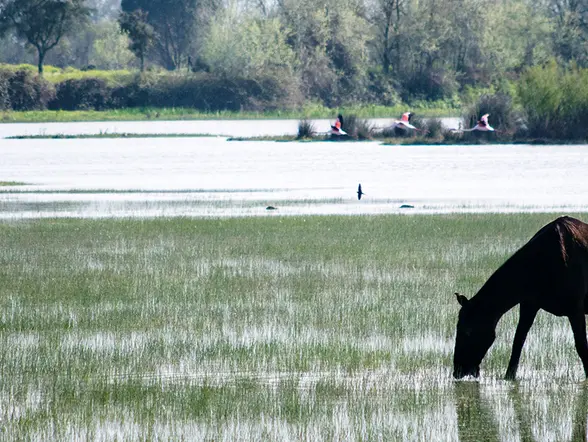 Excursión a Doñana desde Sevilla