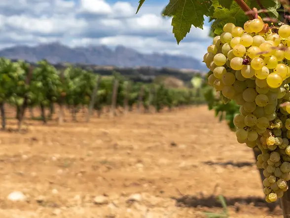 Viñedos y racimo de uva Verdejo - Visita y Cata en la Bodega Verderrubí - Excursiones y Actividades Buendía Valladolid, Castilla y León