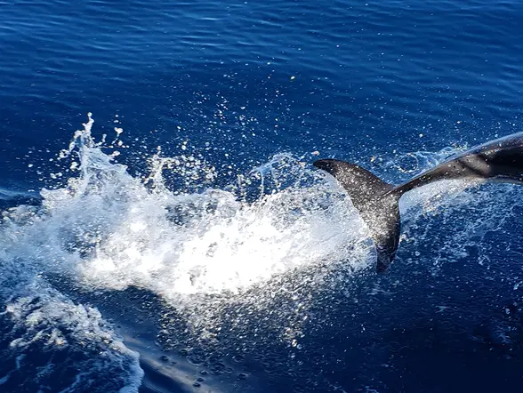 Avistamiento de delfines, ballenas y tortugas marinas - Observación de Delfines en Lagos - Actividades y Excursiones Buendía Algarve, Portugal