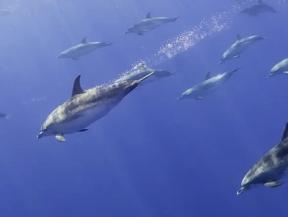 Avistamiento de Delfines en el Algarve - Actividades y Excursiones Buendía Portugal