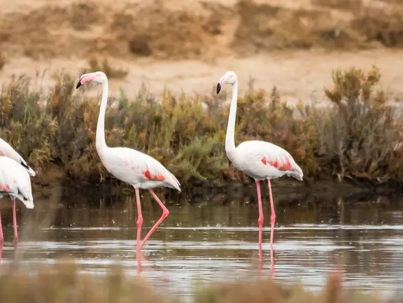 Flamencos rosas en Ria Formosa en Faro - Observación de Aves en el Algarve - Actividades y excursiones Portugal