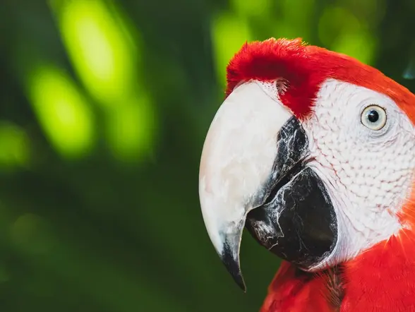 Loros coloridos en el parque Xcaret - Excursión a Xcaret desde Cancún o Riviera Maya - Actividades y Tours Buendía México